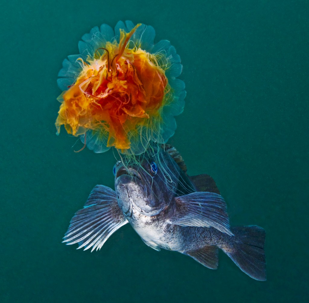 This blue-sided rockfish appeared at first to be nibbling at the tentacles of the jellyfish, seemingly ignoring its powerful sting. However, careful inspection of the photographs indicates it is more likely that the fish was actually stealing food from the jellyfish, in the form of bits of organic matter adherent to the jellyfish's tentacles. This may represent the first ever photographic documentation of this behavior. Cyanea capillata and Sebastes mystinus.; Hunt Rock, Queen Charlotte Strait, British Columbia