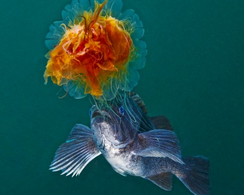 This blue-sided rockfish appeared at first to be nibbling at the tentacles of the jellyfish, seemingly ignoring its powerful sting. However, careful inspection of the photographs indicates it is more likely that the fish was actually stealing food from the jellyfish, in the form of bits of organic matter adherent to the jellyfish's tentacles. This may represent the first ever photographic documentation of this behavior. Cyanea capillata and Sebastes mystinus.; Hunt Rock, Queen Charlotte Strait, British Columbia