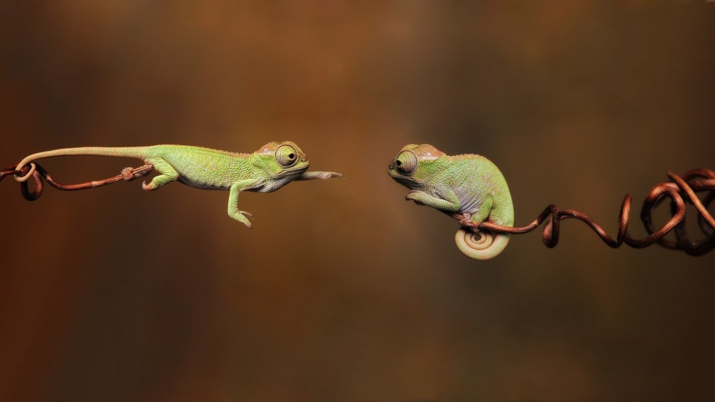 chameleon