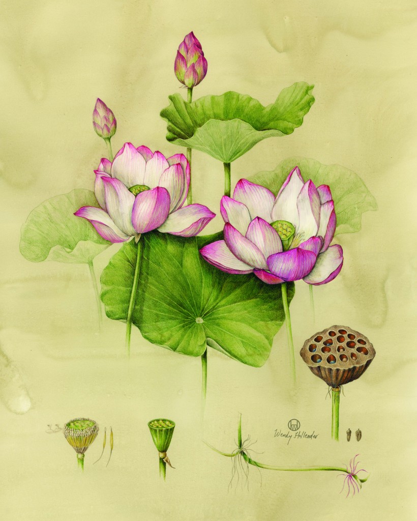 Botanical drawing