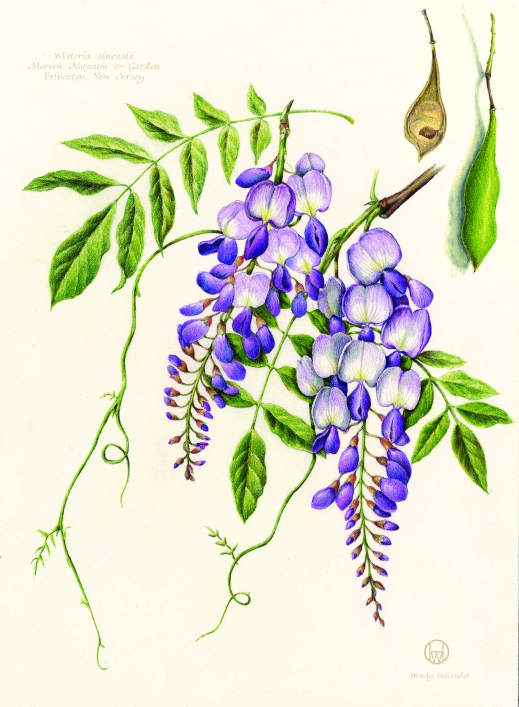 Botanical Drawing