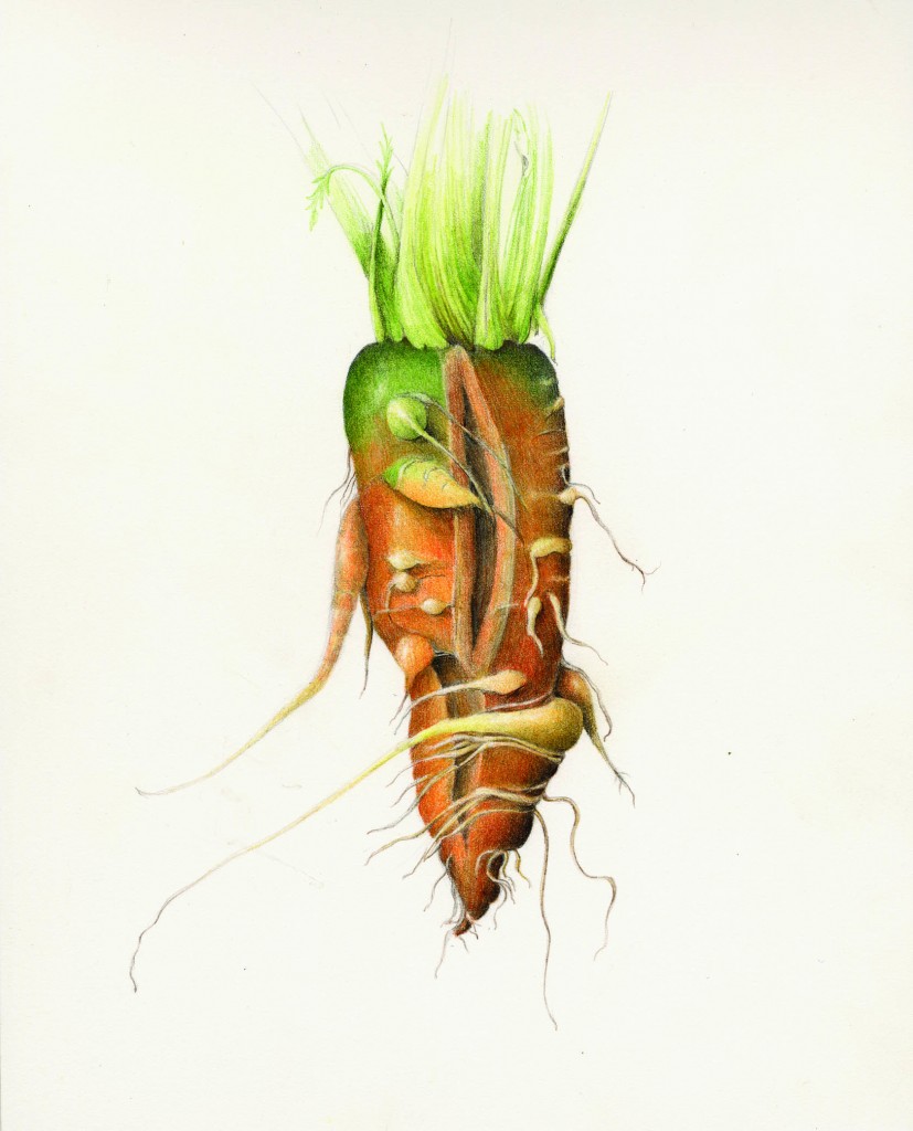 Botanical drawing