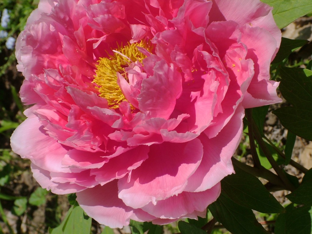 tree peony