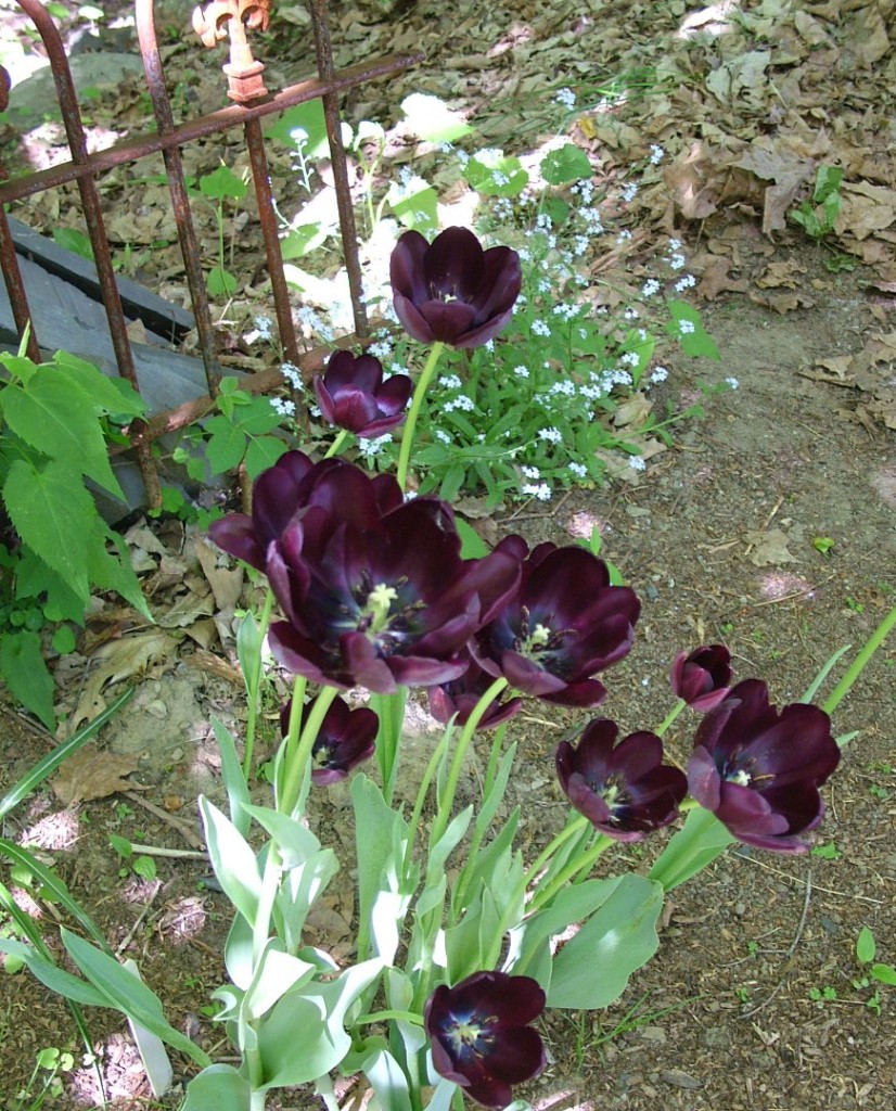 tulips