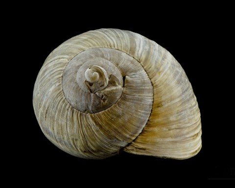 Focus stack