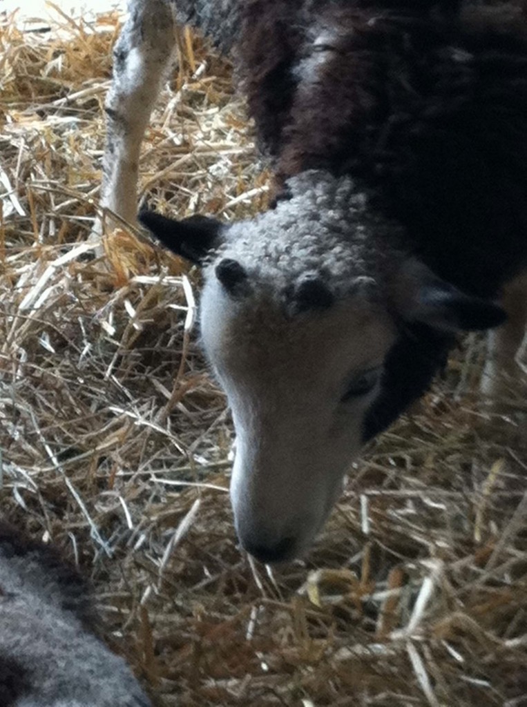 BABY.HORNS