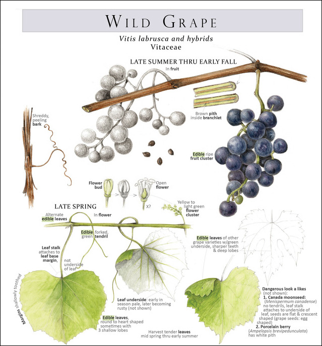 Wild Grape