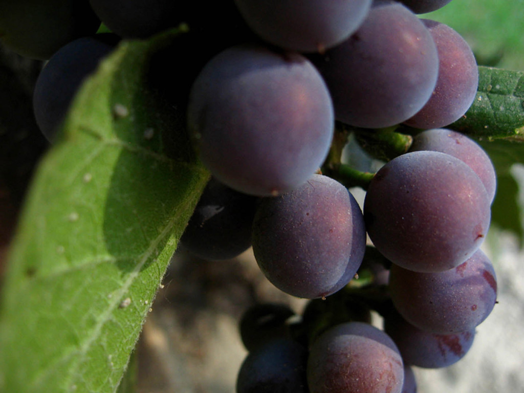 red-wine-grapes.sm