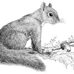 squirrel