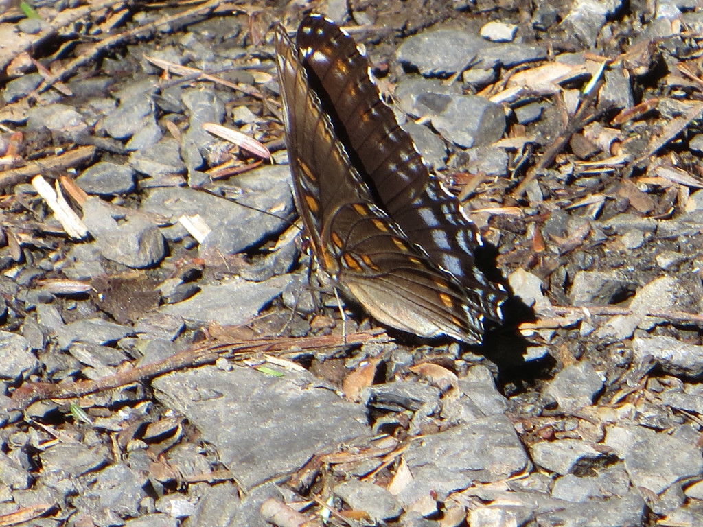 Female Eastern Tiger Swallowtail